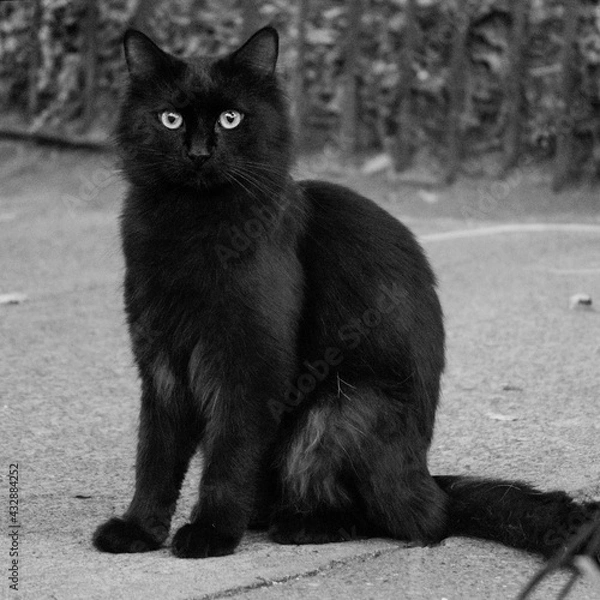 Obraz black and white cat