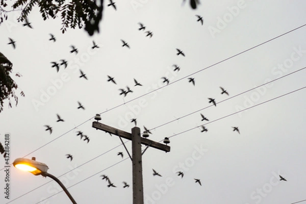 Obraz birds fliying on wires
