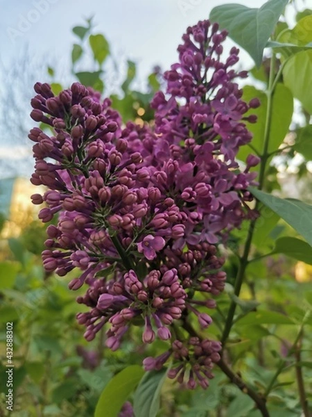 Obraz lilac flowers in the garden