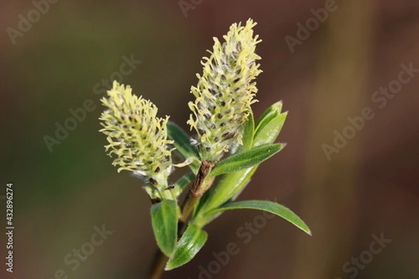Obraz some flowers against a [plain background
