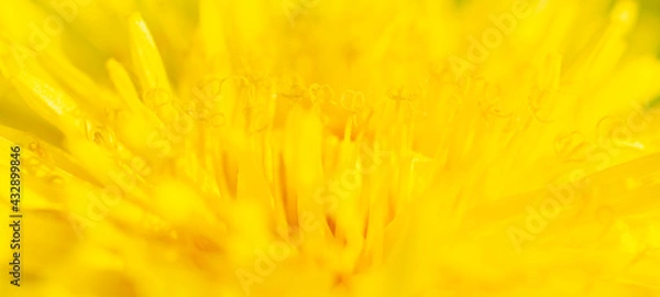 Fototapeta Background of yellow dandelion flower blooms outdoors in nature, macro, close-up. Macro of a large yellow dandelion with a blooming flower bud. Yellow dandelion flower stamens, close-up, macro.