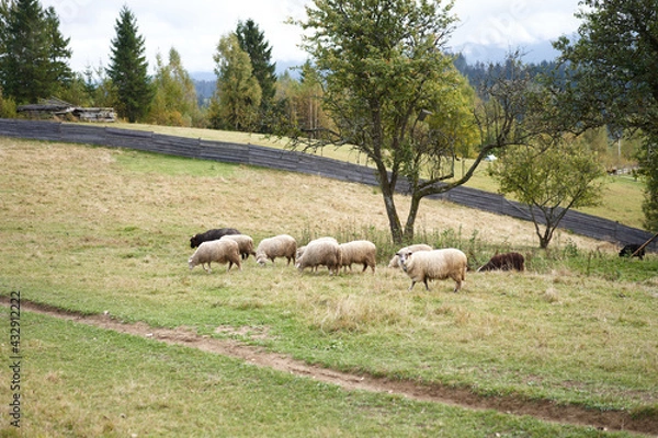 Obraz Flock of sheep grazing pasture at the foot of the Carpathian mountains