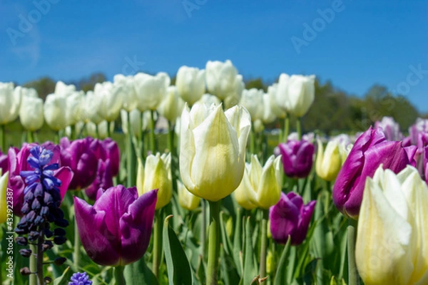 Fototapeta Wiosenne Pole Tulipanów, Mikołów, Polska