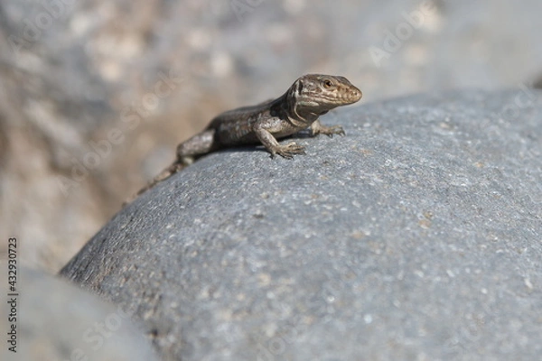 Obraz A lizard sat on a rock