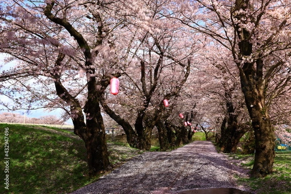 Fototapeta 岩手県北上市　春の展勝地