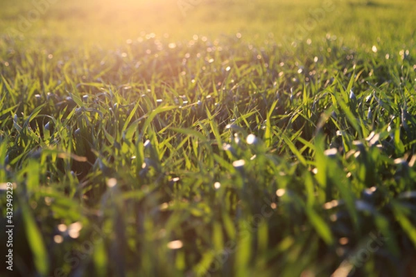 Fototapeta Green grass background at sunset. Bright natural bokeh. Soft focus. Abstract background. Agricultural landscape in the summer time