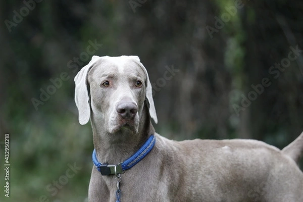 Fototapeta Elegant Weimaraner Dog with Blue Collar in a Natural Setting