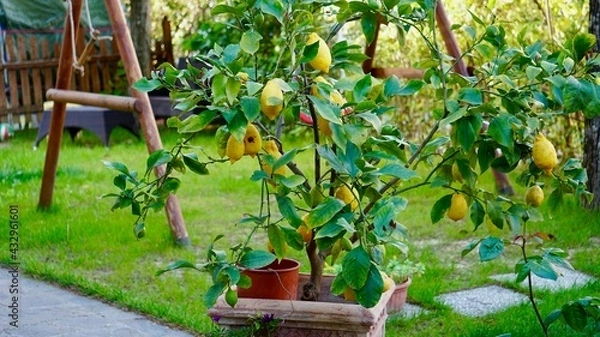 Obraz Lemon Tree