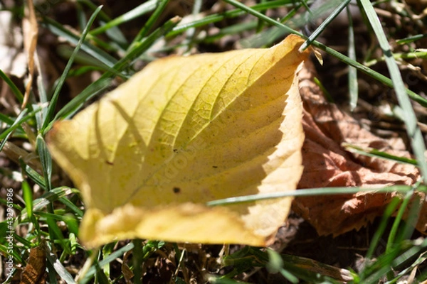 Obraz plant leaf on the ground
