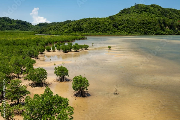 Fototapeta Lush scene of a pristine and very green mangrove forest, sands appearing on shallow river at the low tide, . Iriomote Island.
