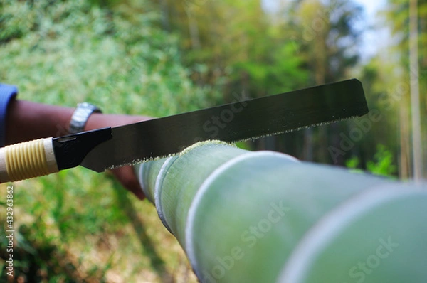 Obraz 孟宗竹を切る