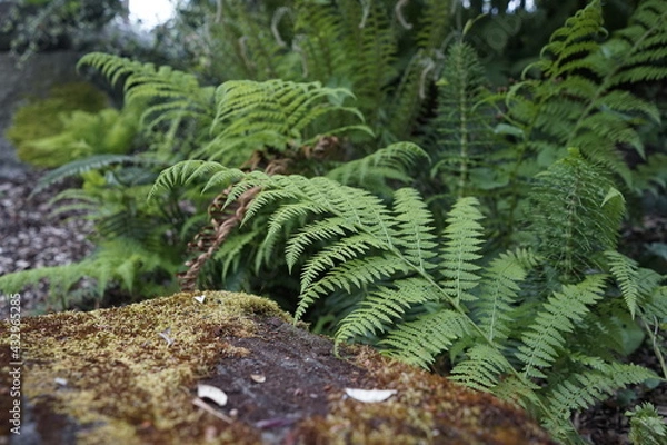 Fototapeta fern in the woods
