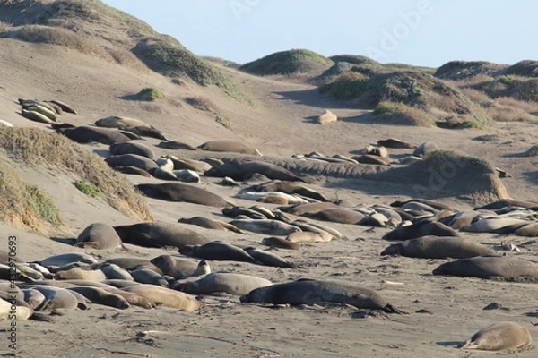 Obraz California Seals