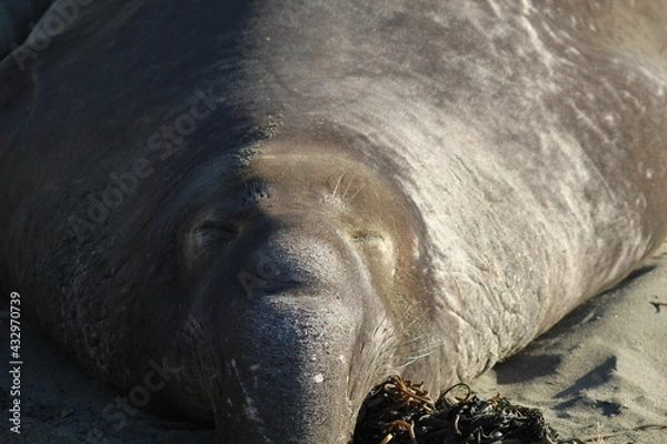 Obraz California Seals