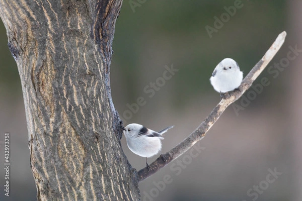 Obraz 冬のシマエナガ（北海道）
