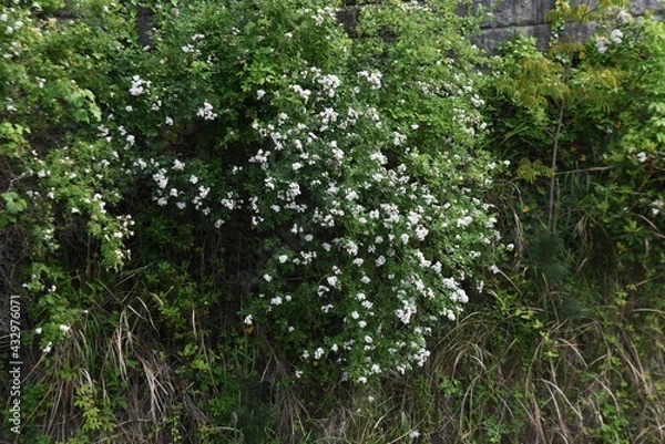 Fototapeta Japanese rose (Rosa multiflora). Rosaceae  deciduous vine shrub.

