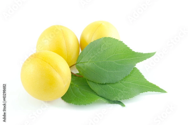 Obraz 完熟　梅の実