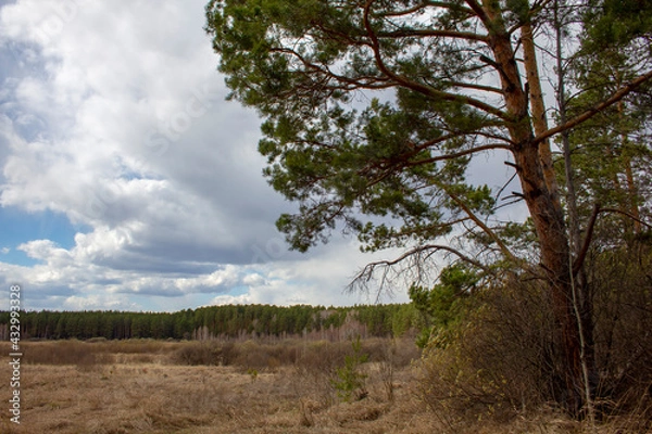 Fototapeta Forest landscape in the Urals. Birches, pines and cedars in a beautiful spring forest, the road and trails cross the thicket.