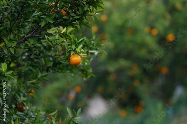 Fototapeta Ripe oranges hanging on branch at tangerine garden
