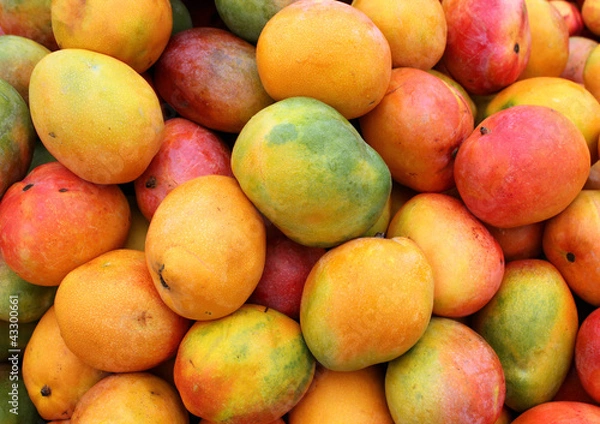 Obraz dojrzałe owoce mango