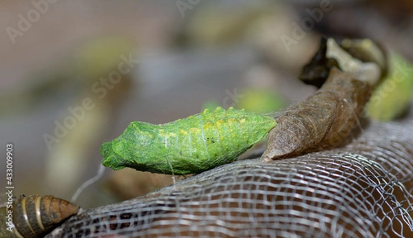 Fototapeta crisalidi farfalla