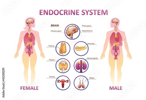 Obraz human endocrine system organs poster