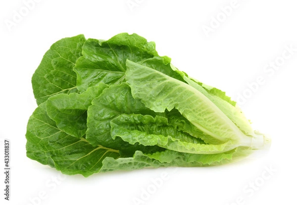 Fototapeta Zielony cos na białym tle