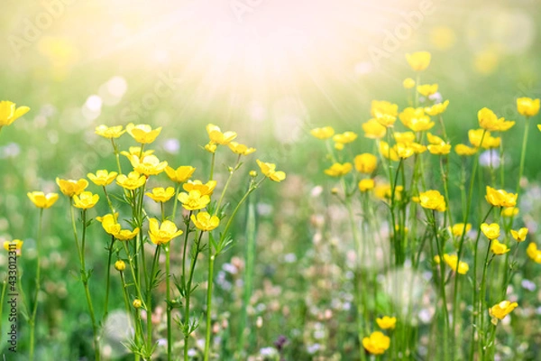 Obraz Yellow flowers on a background of summer meadows and sunbeams.
