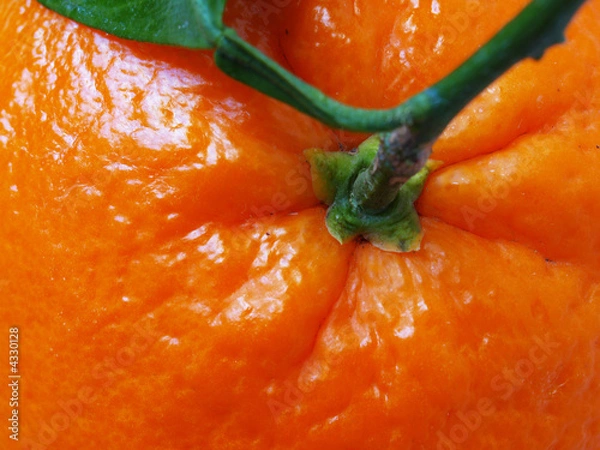 Obraz close-up orange
