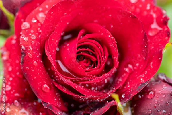 Obraz 濡れた真っ赤な薔薇