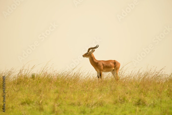 Fototapeta Kobus kob