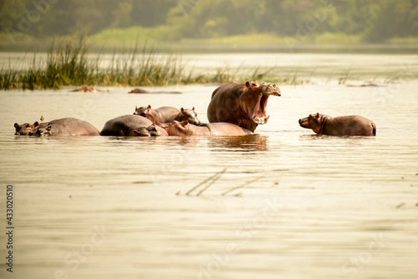 Fototapeta ippopotami