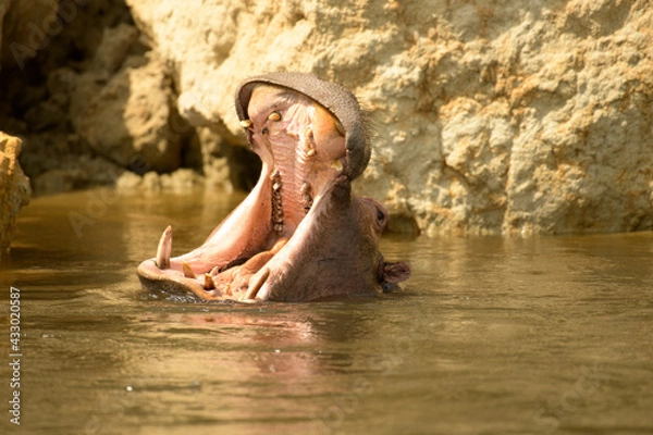 Fototapeta ippopotamo