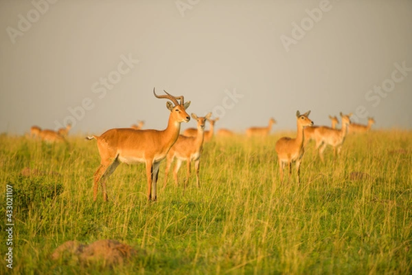 Fototapeta Kobus kob