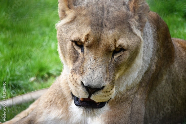 Fototapeta Lion close up