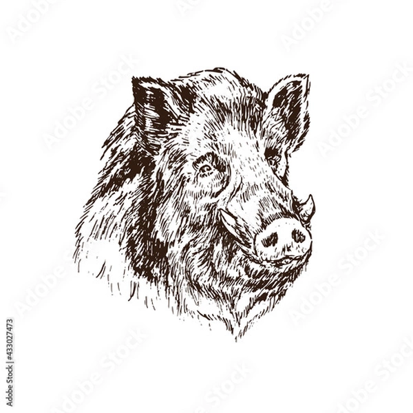 Fototapeta Wild boar (Sus scrofa) pig muzzle,  gravure style ink drawing illustration isolated on white