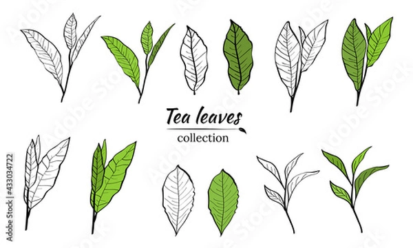 Fototapeta Set of tea plant branches and leaves.Silhouettes of branches and leaves of a tea bush.Skcetch of tea leaves. Botanical illustration.