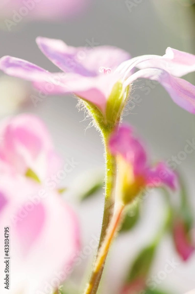 Fototapeta ピンク色のゼラニウムの花をクローズアップで撮影。
柔らかな光に照らされて。花言葉は「決心」、「決意」