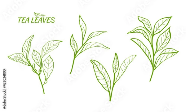 Fototapeta Set of tea plant branches and leaves.Silhouettes of branches and leaves of a tea bush.Skcetch of tea leaves. Botanical illustration.