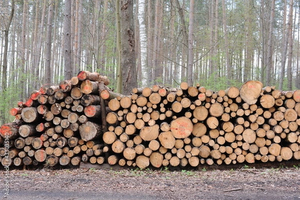 Fototapeta Stack of logs of old trees cut and sawn in the wood and piled for transportation in Europe