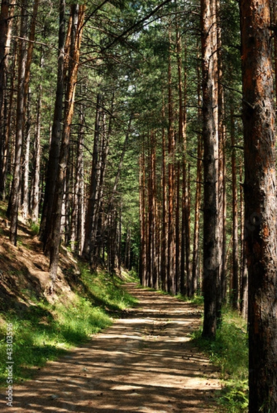 Obraz path on the border between pine trees