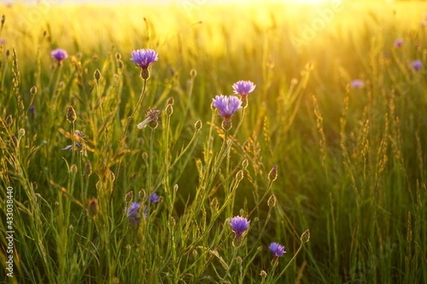 Obraz cornflowers in the field