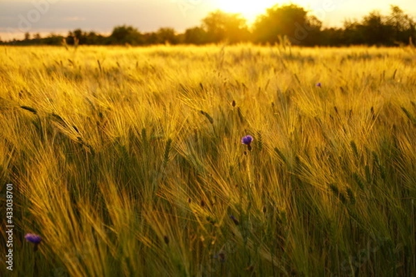 Obraz grain field in the sunset