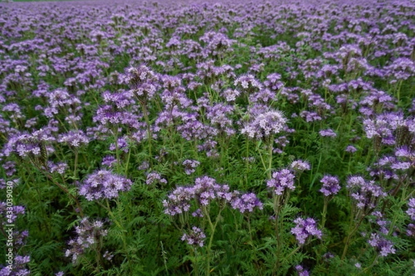 Obraz field of honey-giving facelia