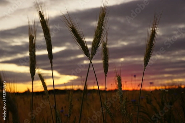Obraz sunset in the field