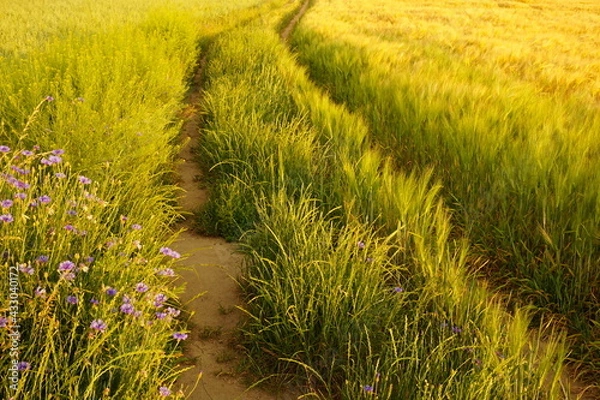 Obraz path on the fields