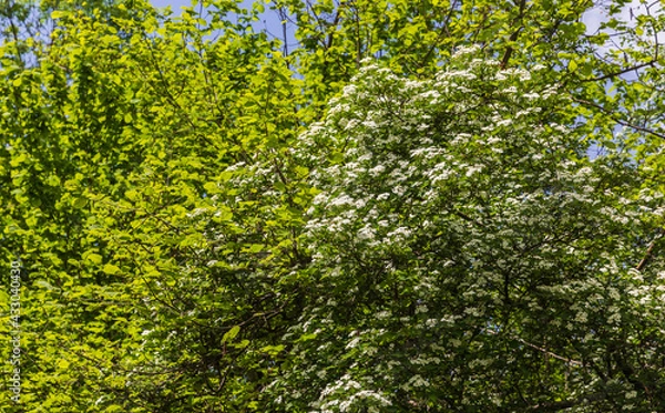 Obraz The bird cherry blossomed in the spring forest