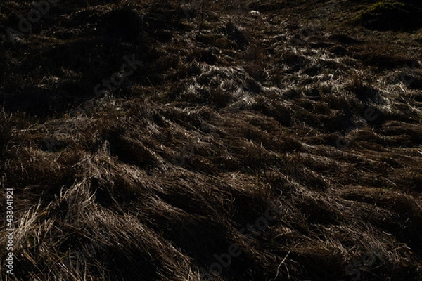 Fototapeta field texture with dry last year's grass