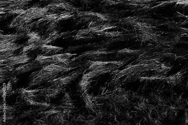 Fototapeta field texture with dry last year's grass