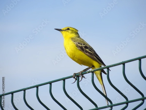 Obraz Yellow wagtail